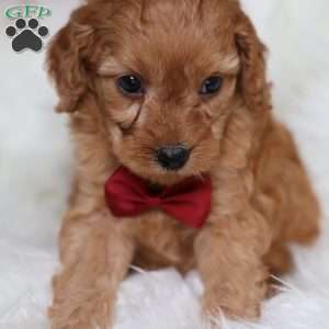 Rusty, Cavapoo Puppy